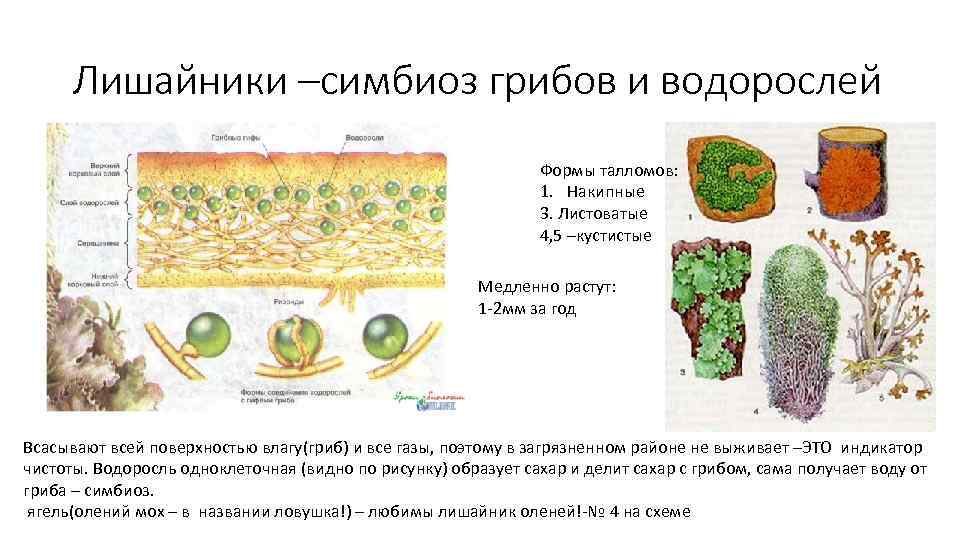 Гриб в лишайнике выполняет функцию. Гриб и водоросль в лишайнике. Симбиоз грибов и водорослей в лишайнике. Лишайники строение симбиоз. Взаимоотношения водорослей и грибов в лишайнике.