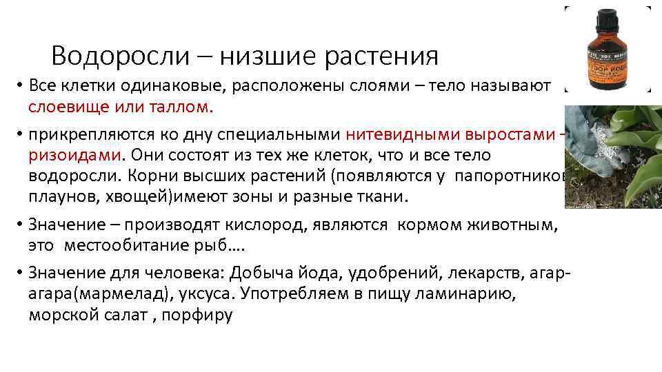 Водоросли – низшие растения • Все клетки одинаковые, расположены слоями – тело называют слоевище