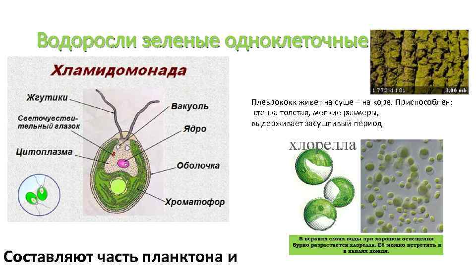 Клетки водорослей образованы. Плеврококк водоросль. Хлорелла плеврококк. Плеврококк одноклеточная водоросль. Зеленые водоросли хламидомонада хлорелла.