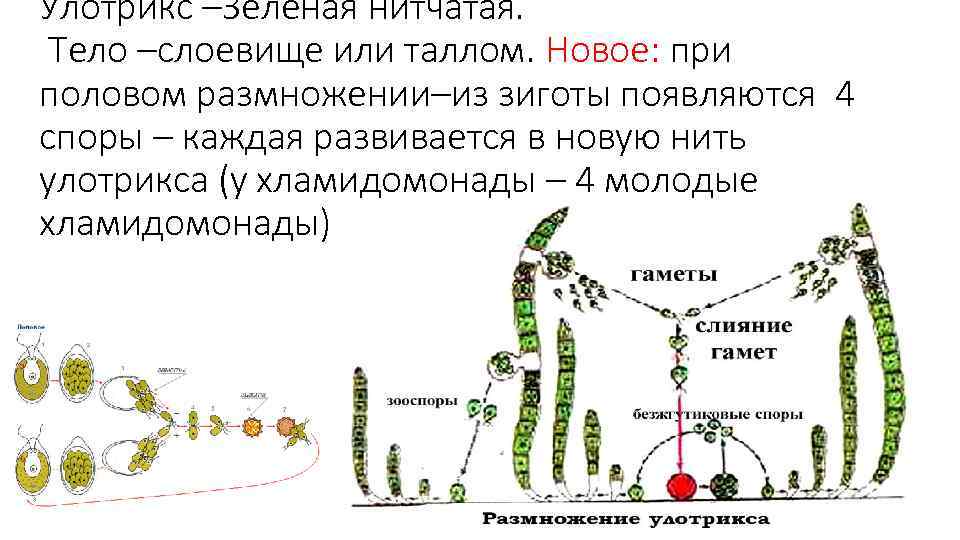 Исходная клетка спорофита. Жизненный цикл зеленой водоросли улотрикса. Улотрикс цикл развития. Жизненный цикл улотрикса рисунок. Размножение водорослей схема улотрикс.