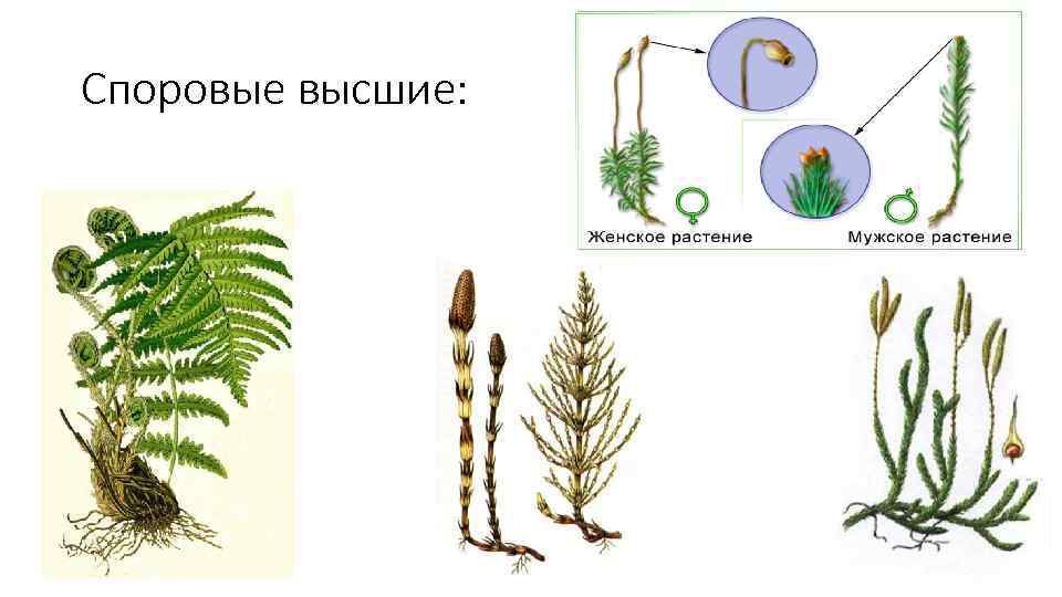 Споровые высшие: 