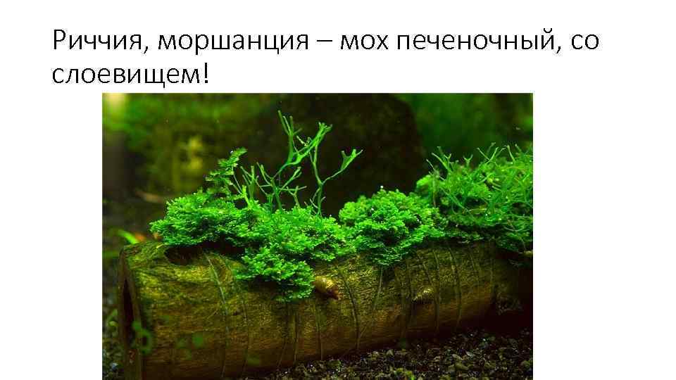 Риччия, моршанция – мох печеночный, со слоевищем! 