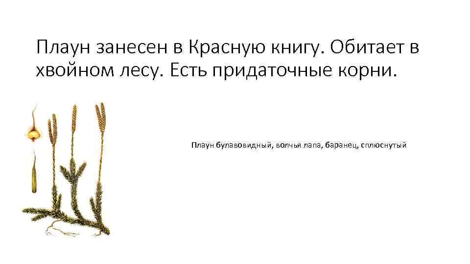 Плаун занесен в Красную книгу. Обитает в хвойном лесу. Есть придаточные корни. Плаун булавовидный,