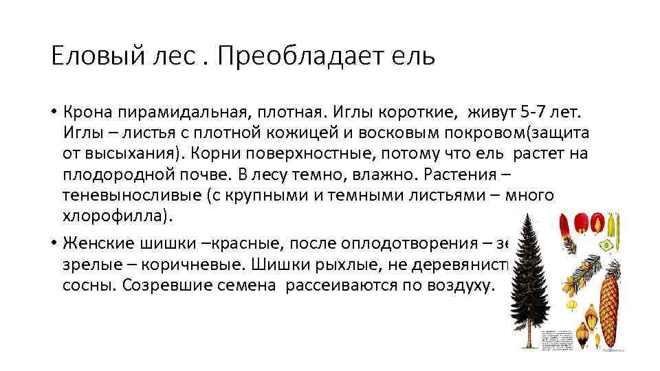 Диктант еловый лес 3 класс. Преобладающий вид елового леса. Растения елового леса преобладающие виды. Еловый лес преобладающий вид. Еловый лес преобладающие виды растений.