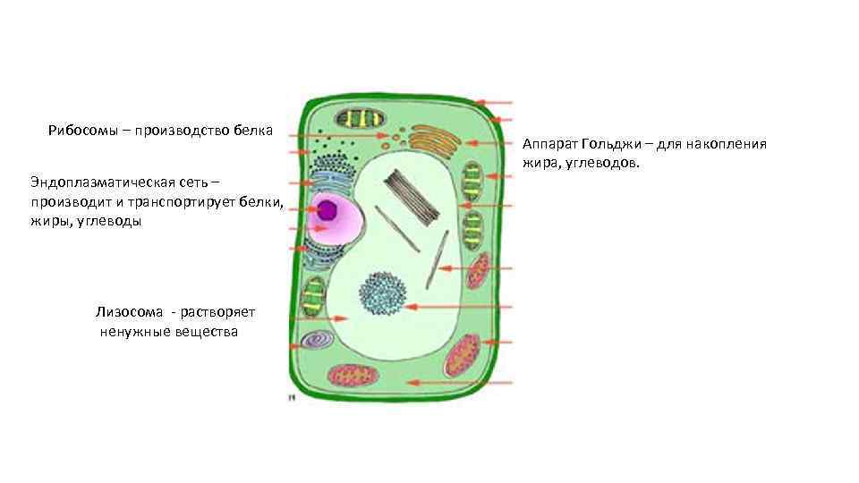 Рибосомы – производство белка Эндоплазматическая сеть – производит и транспортирует белки, жиры, углеводы Лизосома