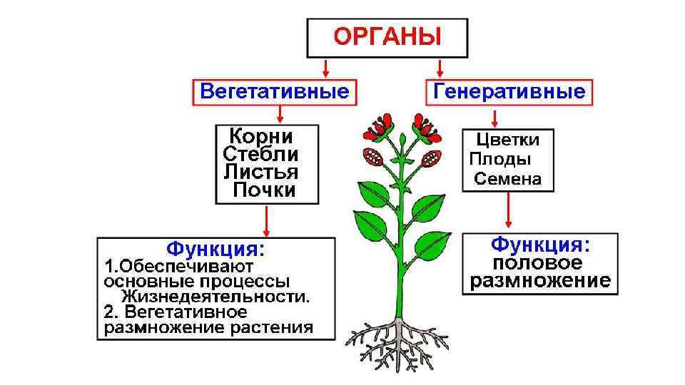 Повторение 5 класс биология презентация