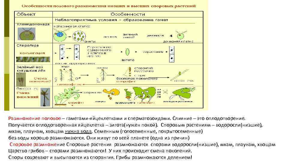 Размножение споровых растений 6 класс биология презентация