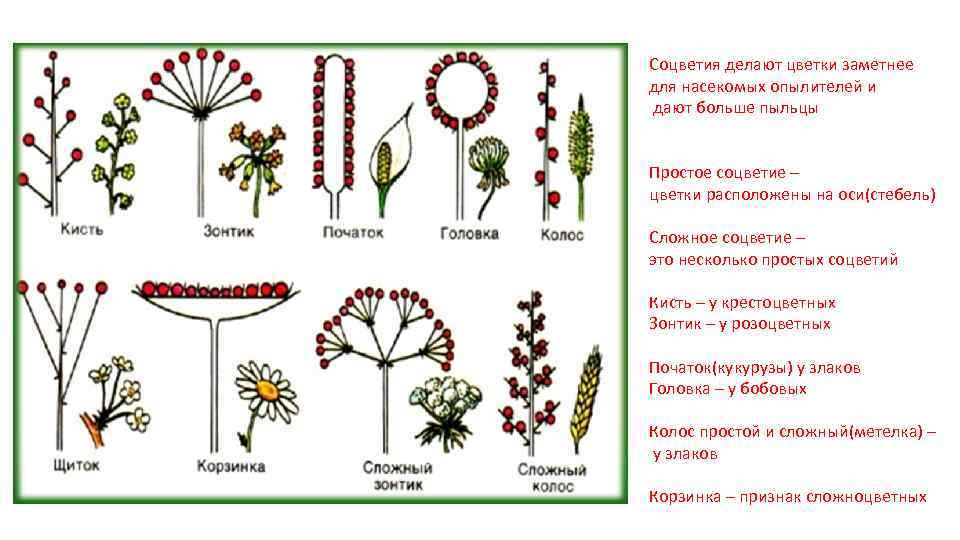 Соцветия делают цветки заметнее для насекомых опылителей и дают больше пыльцы Простое соцветие –