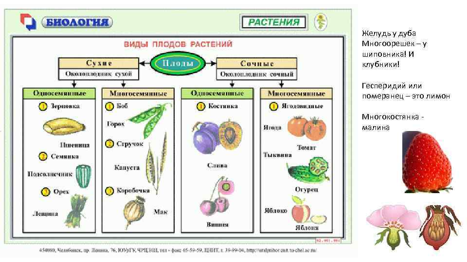 Желудь у дуба Многоорешек – у шиповника! И клубники! Гесперидий или померанец – это