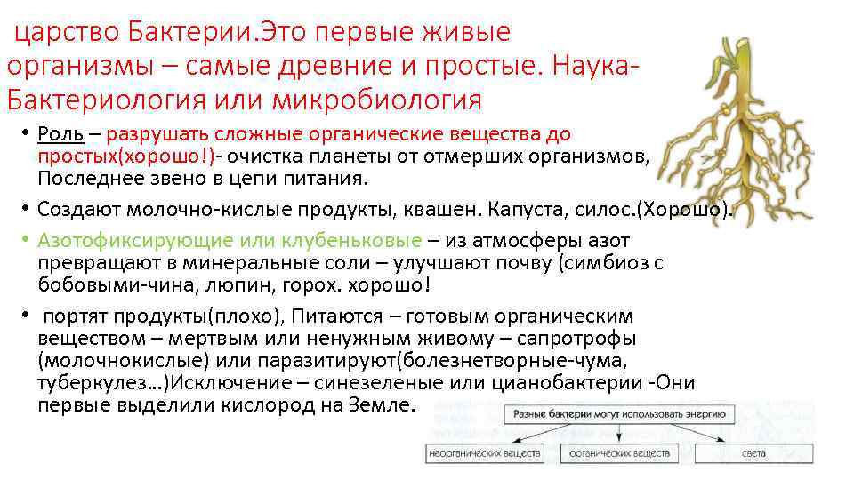 Царство природы бактерии. Царство бактерий. Царство бактерии ЕГЭ теория. Царства бактерий микробиология. Царство бактерий классификация.