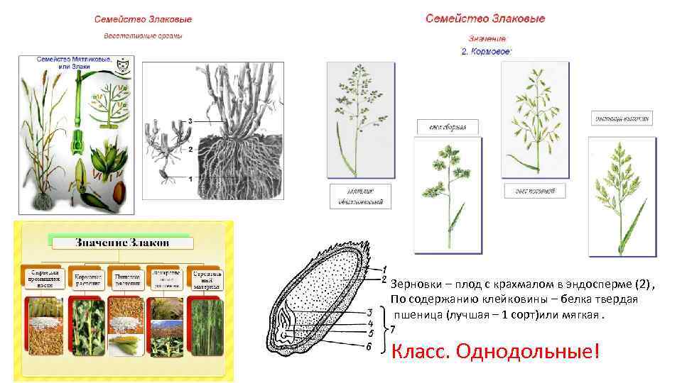 Особенности вегетативных органов злаковых. Строение вегетативных органов семейства злаковых. Семейство злаковые особенности строения. Семейства злаковые характеристика вегетативные органы. Вегетативные органы злаковых растений.