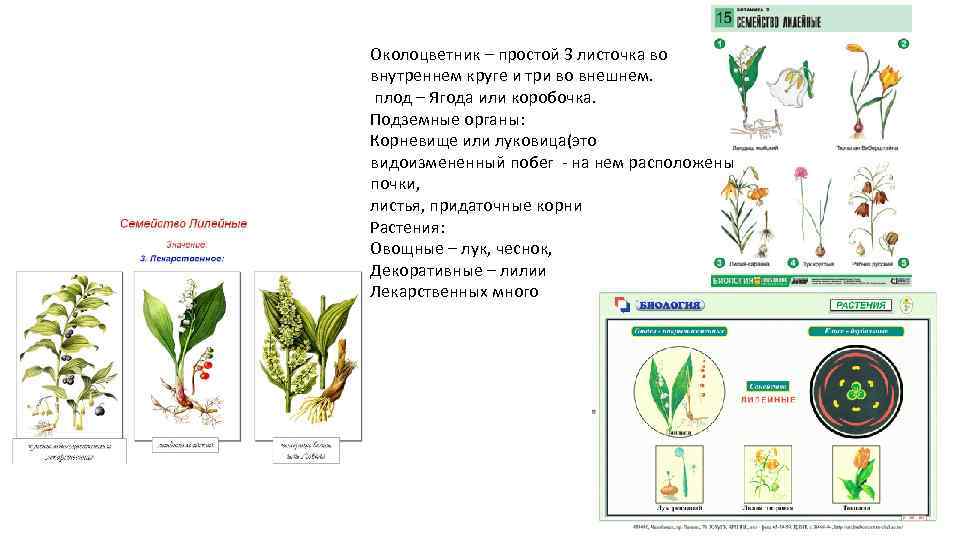 Околоцветник – простой 3 листочка во внутреннем круге и три во внешнем. плод –