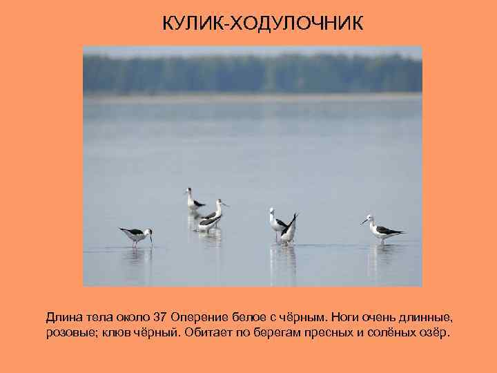 КУЛИК-ХОДУЛОЧНИК Длина тела около 37 Оперение белое с чёрным. Ноги очень длинные, розовые; клюв