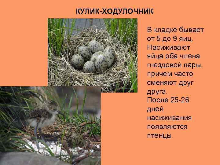 Какие животные не откладывают яйца. Яйца Кулика. Птицы Челябинской области яйца. Ходулочник яйца. Гнездо Кулика.