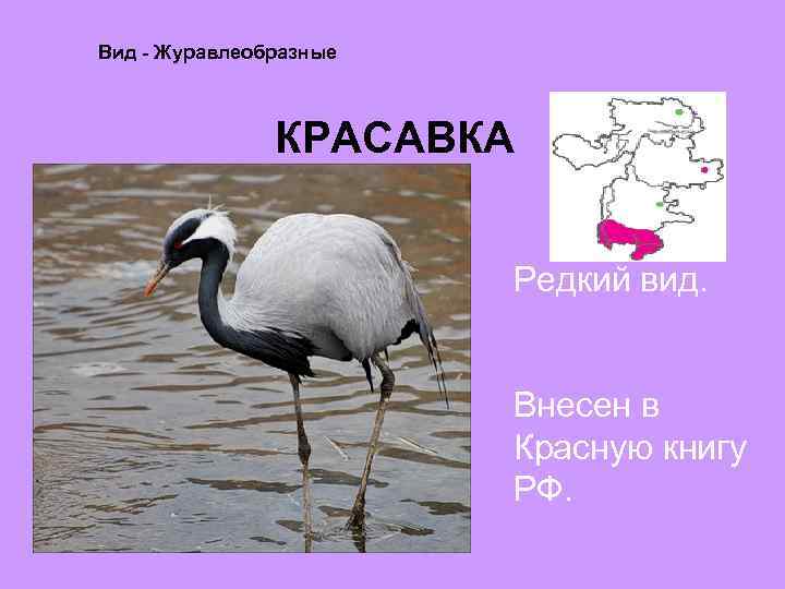 Вид журавлеобразных. Журавлеобразные красной книги РФ. Органы журавлеобразных. Где обитают на карте Журавлеобразные. Морфологические адаптации журавлеобразных.