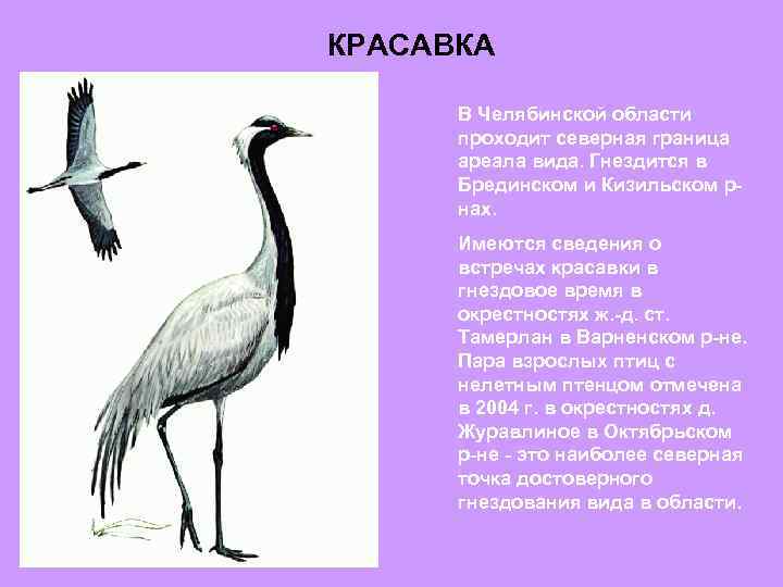 КРАСАВКА В Челябинской области проходит северная граница ареала вида. Гнездится в Брединском и Кизильском