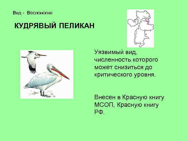 Вид - Веслоногие КУДРЯВЫЙ ПЕЛИКАН Уязвимый вид, численность которого может снизиться до критического уровня.