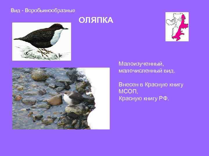 Вид - Воробьинообразные ОЛЯПКА Малоизученный, малочисленный вид. Внесен в Красную книгу МСОП, Красную книгу