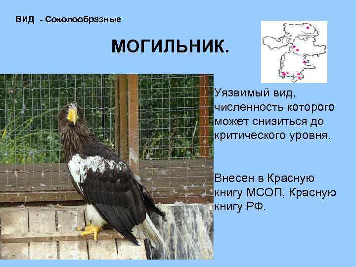 ВИД - Соколообразные МОГИЛЬНИК. Уязвимый вид, численность которого может снизиться до критического уровня. Внесен