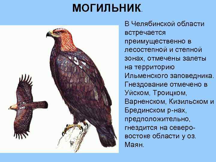 МОГИЛЬНИК. В Челябинской области встречается преимущественно в лесостепной и степной зонах, отмечены залеты на