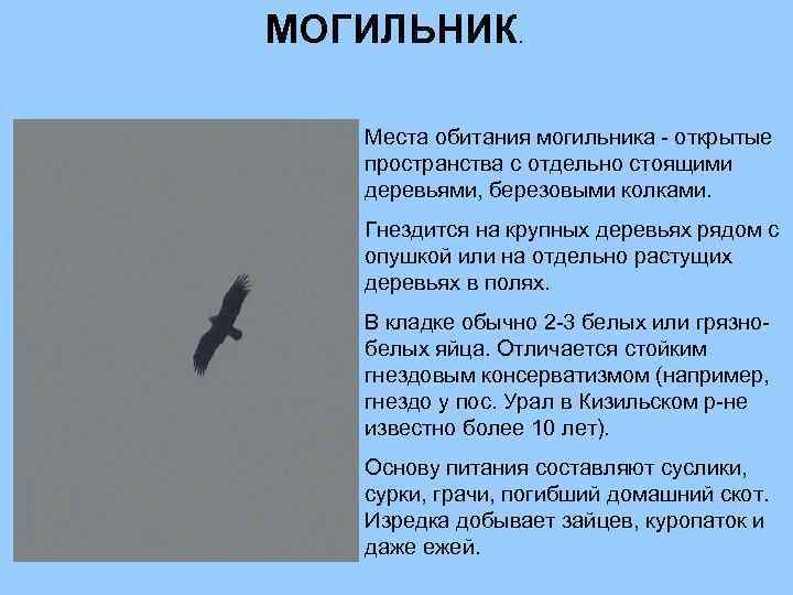 Грачи пропали. Птица могильник места обитания. Текст описание могильника 4 класс.