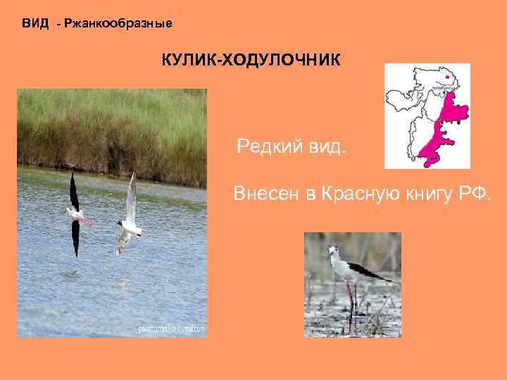 ВИД - Ржанкообразные КУЛИК-ХОДУЛОЧНИК Редкий вид. Внесен в Красную книгу РФ. 