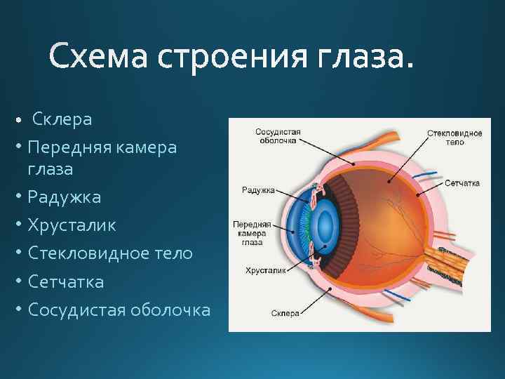 Склера • Передняя камера глаза • Радужка • Хрусталик • Стекловидное тело • Сетчатка