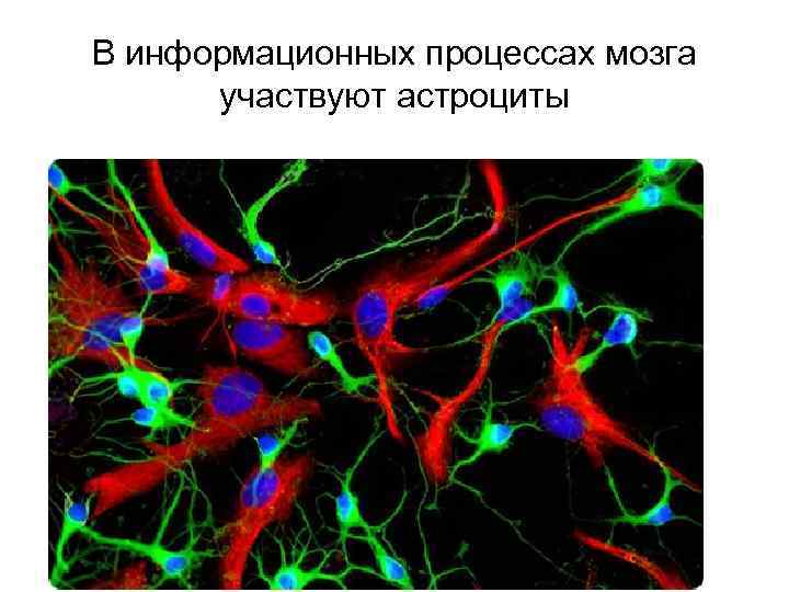 В информационных процессах мозга участвуют астроциты 