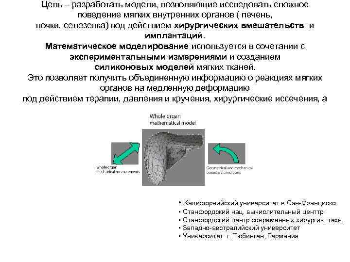 Цель – разработать модели, позволяющие исследовать сложное поведение мягких внутренних органов ( печень, почки,