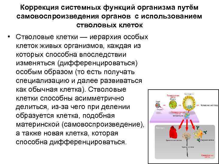 Коррекция системных функций организма путём самовоспроизведения органов с использованием стволовых клеток • Стволовые клетки