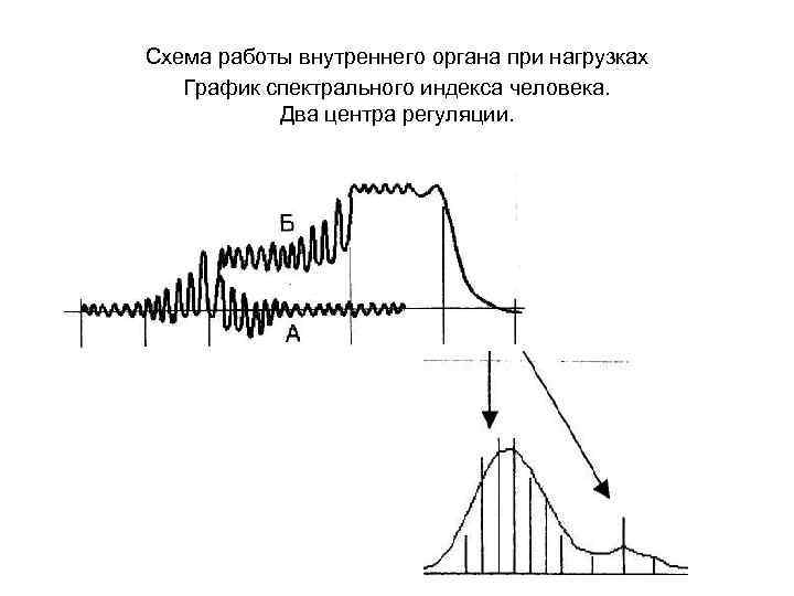 Схема работы внутреннего органа при нагрузках График спектрального индекса человека. Два центра регуляции. 