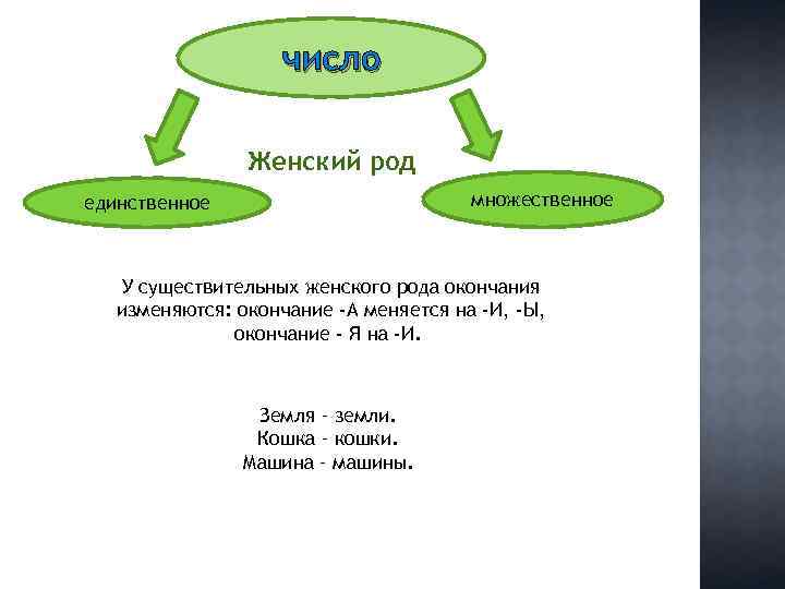 число Женский род множественное единственное У существительных женского рода окончания изменяются: окончание -А меняется