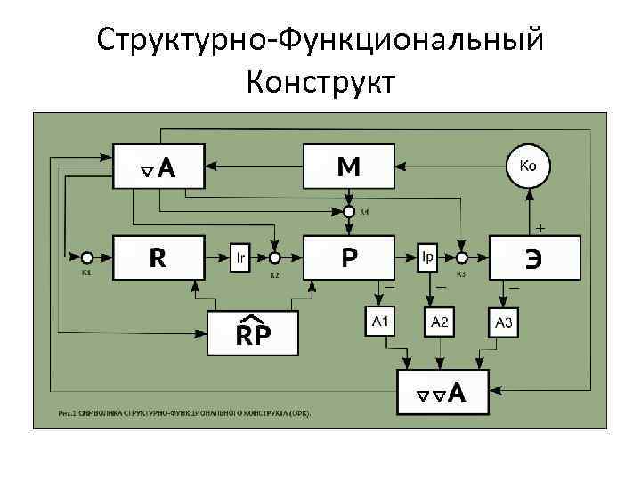 Структурно-Функциональный Конструкт 