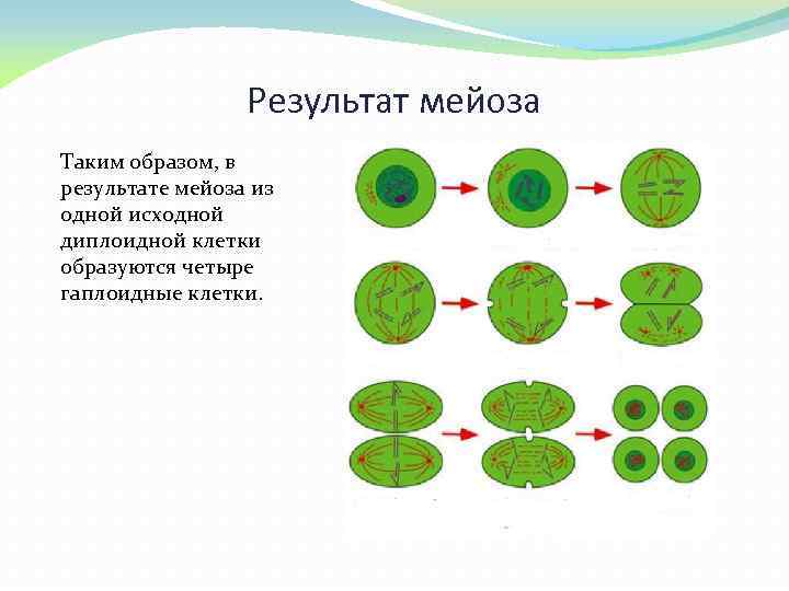 В мейозе 4 деления. Митоз гаплоидной клетки. Мейоз 4 гаплоидные клетки. Деление гаплоидной клетки митозом. В результате митоза образуются.