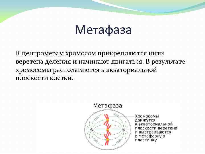 Метафаза К центромерам хромосом прикрепляются нити веретена деления и начинают двигаться. В результате хромосомы