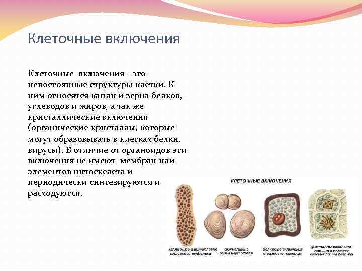 Структура включения. Включения клетки строение и функции. Клеточные включения строение и функции. Клеточные включения строение таблица. Таблица строение клетки включения.