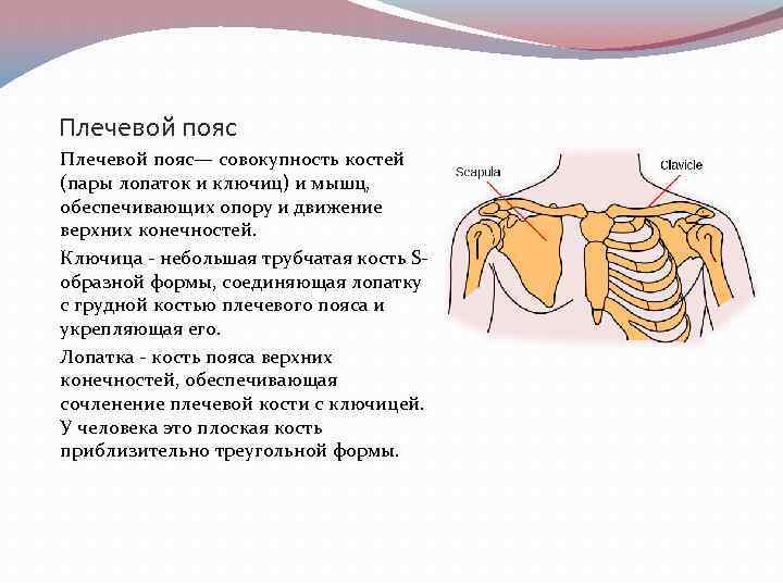 Функции ключицы