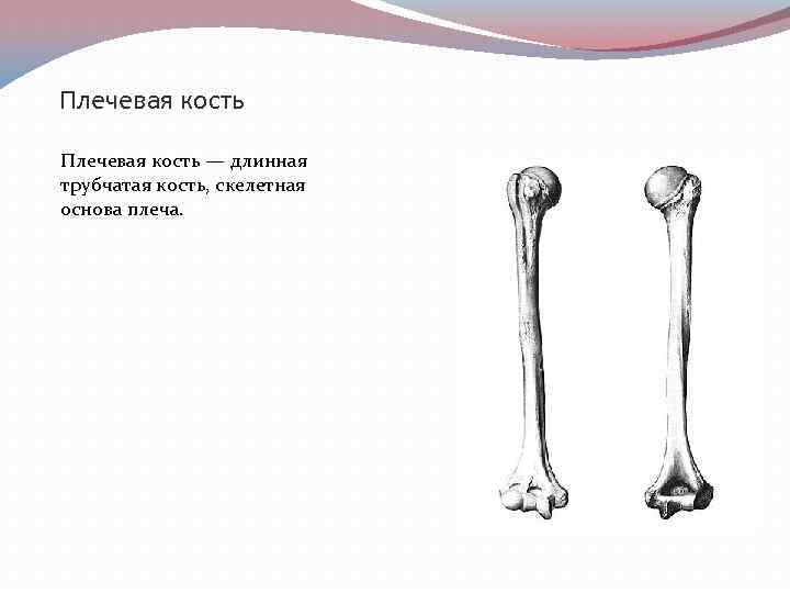 Удлиненная кость. Плечевая кость анатомия человека. Трубчатая плечевая кость. Длинная трубчатая кость плечевая. Скелет плечевая кость плечо.