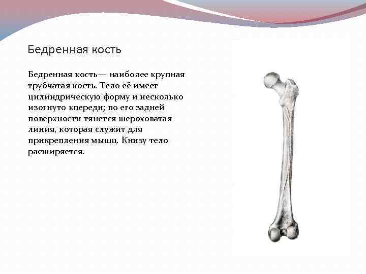 Самая крупная кость скелета