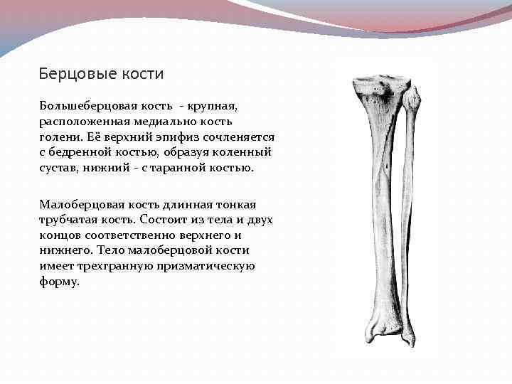 Б берцовой кости. Эпифиз большеберцовой кости анатомия. Кости голени большеберцовая кость. Берцовая кость трубчатая.