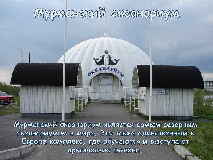 Мурманский океанариум является самым северным океанариумом в мире. Это также единственный в Европе комплекс,