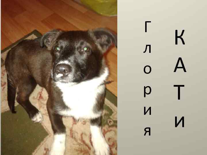 Г л о р и я К А Т и 