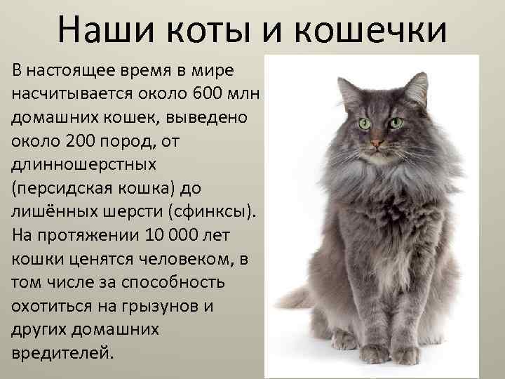 Наши коты и кошечки В настоящее время в мире насчитывается около 600 млн домашних