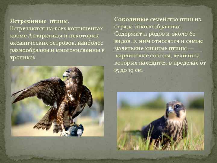 Ястребиные птицы. Встречаются на всех континентах кроме Антарктиды и некоторых океанических островов, наиболее разнообразны
