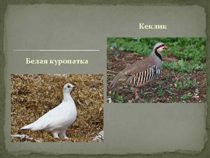 Кеклик Белая куропатка 