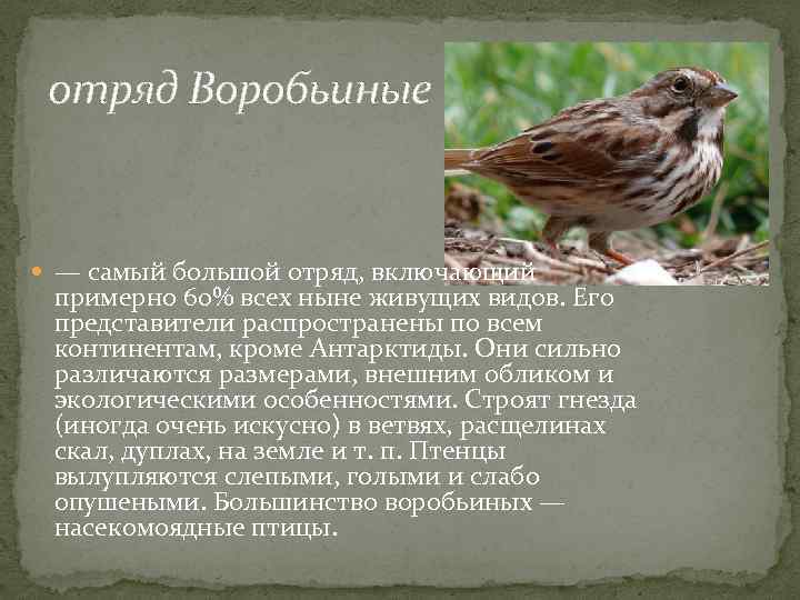 отряд Воробьиные — самый большой отряд, включающий примерно 60% всех ныне живущих видов. Его