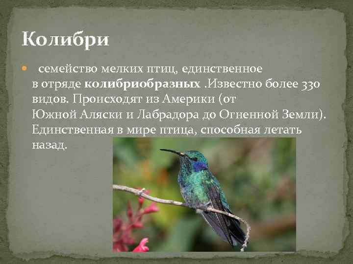 Колибри семейство мелких птиц, единственное в отряде колибриобразных. Известно более 330 видов. Происходят из