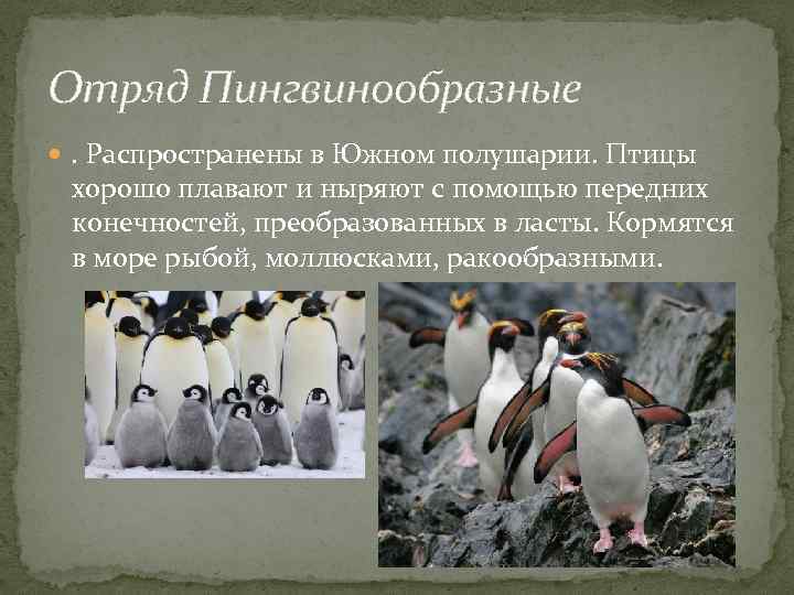 Отряд Пингвинообразные . Распространены в Южном полушарии. Птицы хорошо плавают и ныряют с помощью