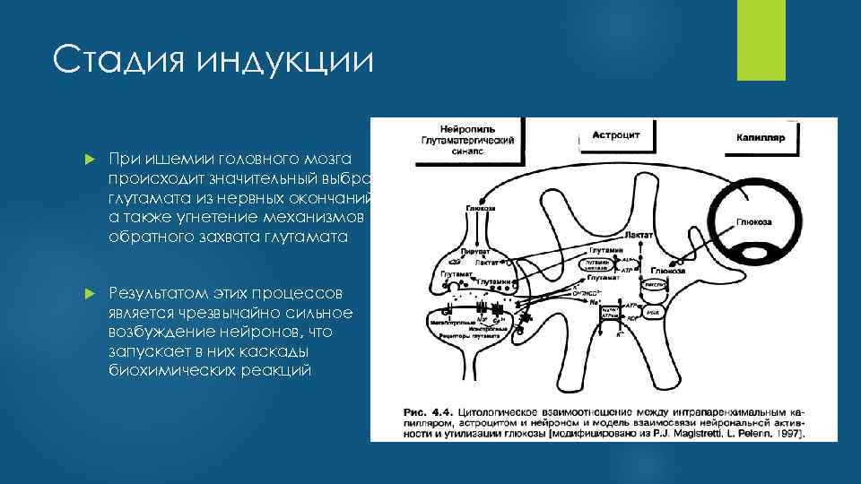 Стадия индукции При ишемии головного мозга происходит значительный выброс глутамата из нервных окончаний, а