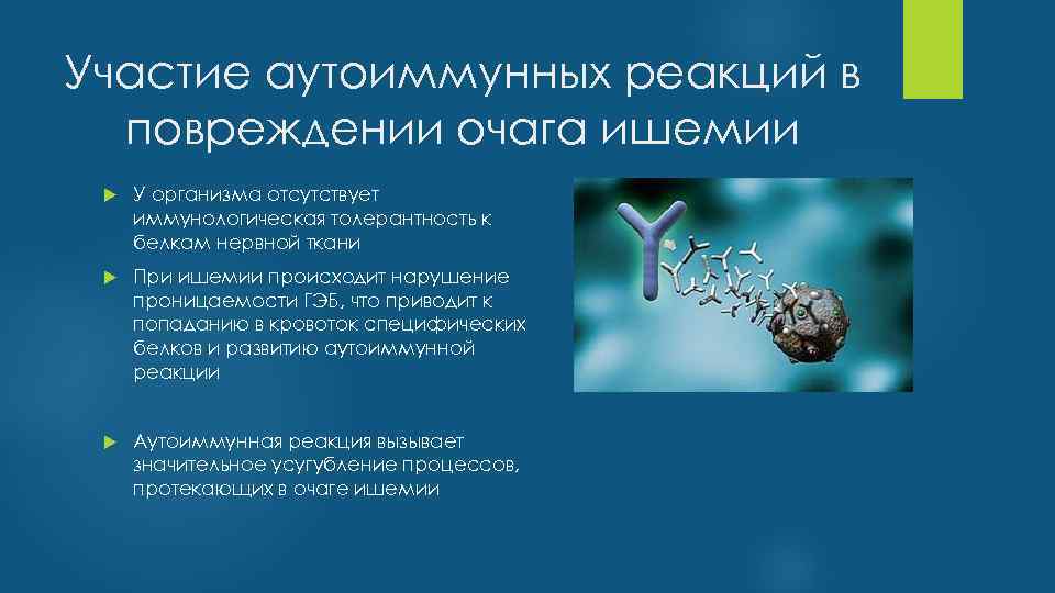 Участие аутоиммунных реакций в повреждении очага ишемии У организма отсутствует иммунологическая толерантность к белкам